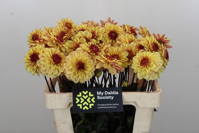 <h4>Dahlia Gelia</h4>