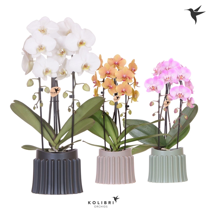 <h4>Kolibri Orchids CPhalaenopsis Cascade Niagara Fall mix 2 spike in Raw pot mix</h4>