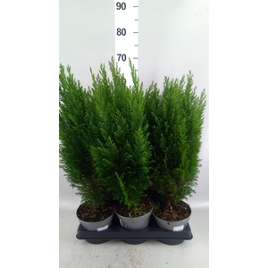 Chamaecyparis laws. 'Ellwoodii'