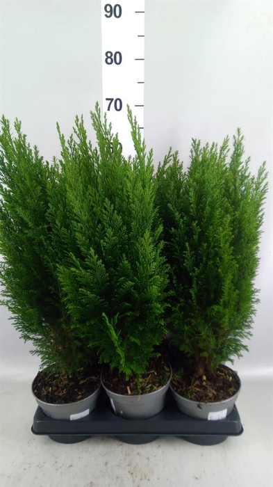Chamaecyparis laws. 'Ellwoodii'