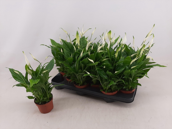 <h4>SPATH CHOPIN</h4>