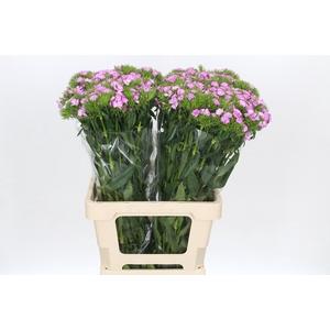 Dianthus Br Melian