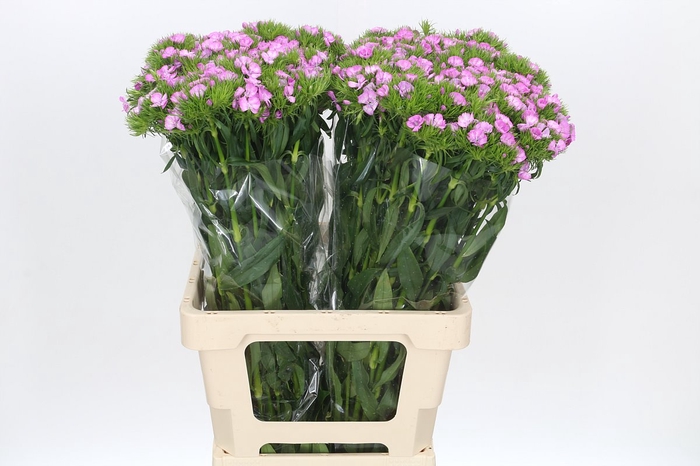 <h4>Dianthus Br Melian</h4>