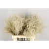 DF Miscanthus Dry Feather
