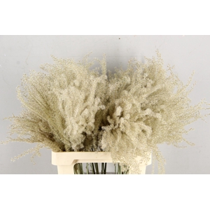 DF Miscanthus Dry Feather