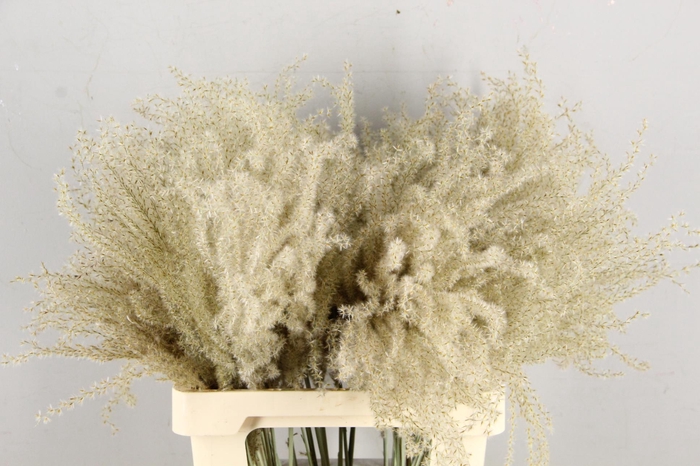 <h4>DF Miscanthus Dry Feather</h4>