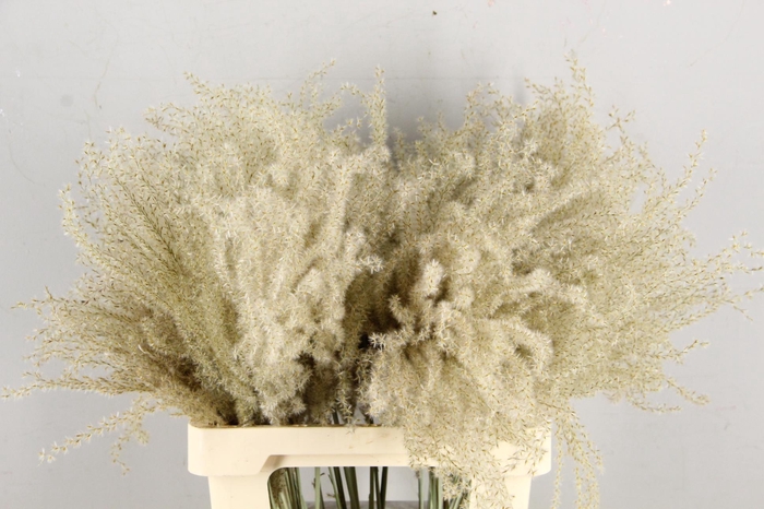 <h4>DF Miscanthus Dry Feather</h4>