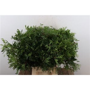 PISTACHE SPA 50CM JADAM PER BOS