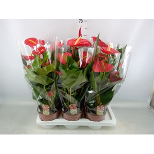 Anthurium andr. 'Kentucky'