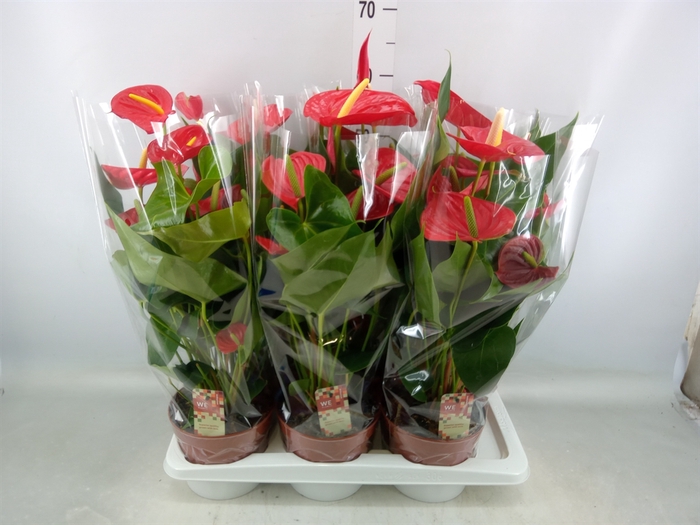 <h4>Anthurium andr. 'Kentucky'</h4>