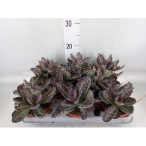Kalanchoe NF marmorata 'Partridge'