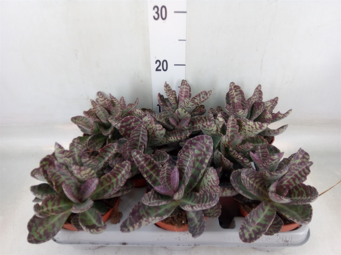 <h4>Kalanchoe NF marmorata 'Partridge'</h4>