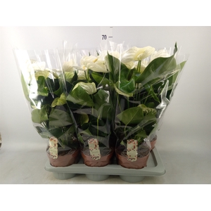 Anthurium andr. 'Alpine'