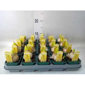 Hyacinthus orie. 'Yellowstone'