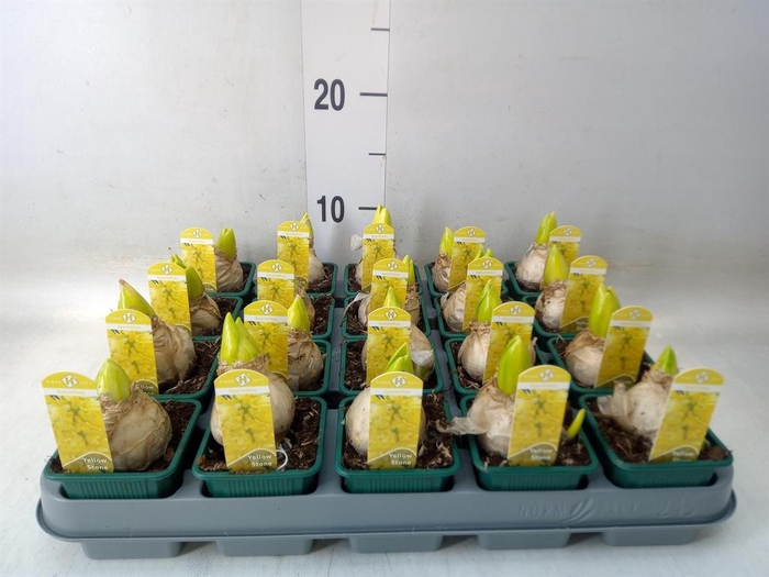 <h4>Hyacinthus orie. 'Yellowstone'</h4>