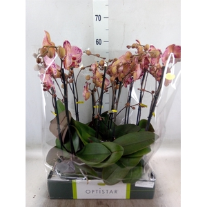Phalaenopsis   ...red