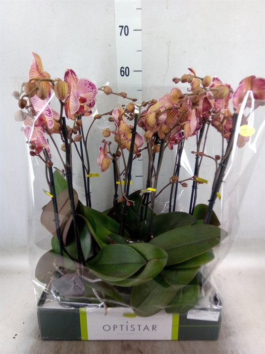 <h4>Phalaenopsis   ...red</h4>