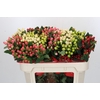 Hypericum Rainbow Romance Spray