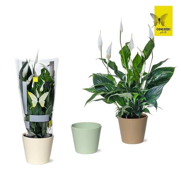 <h4>Spathiphyllum Sweet Curiosa in Amanda keramieke pot</h4>