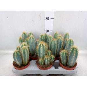 Pilosocereus pachycladus