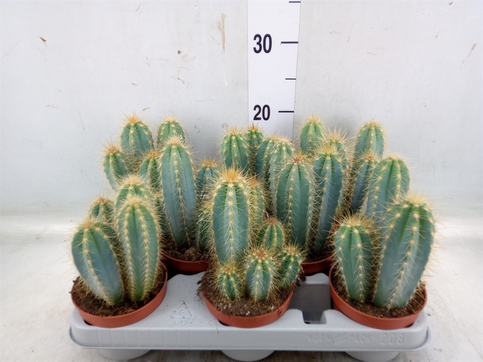 <h4>Pilosocereus pachycladus</h4>