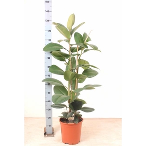 FIC EL ROBUSTA