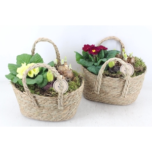 arr4 Primula PL - Tas ovaal hengsel