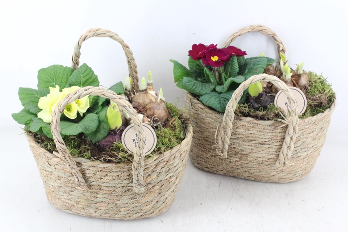 <h4>arr4 Primula PL - Tas ovaal hengsel</h4>