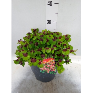 Oxalis tetraphylla 'Iron Cross'