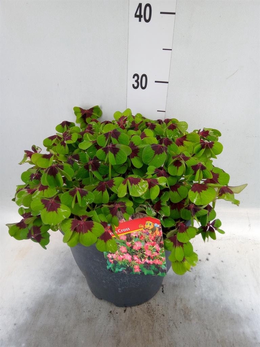 <h4>Oxalis tetraphylla 'Iron Cross'</h4>