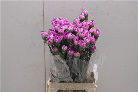 <h4>Di St Yukari Scuro</h4>