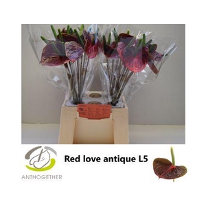 Anthurium Red Love