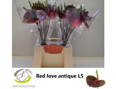 <h4>Anthurium Red Love</h4>