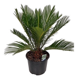 Cycas Revoluta