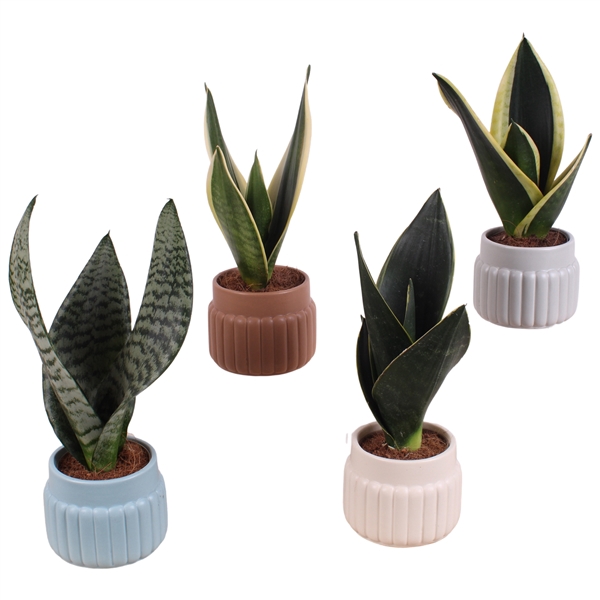 <h4>Sansevieria mix Ø09cm in Ø11cm Ceramic SE470</h4>