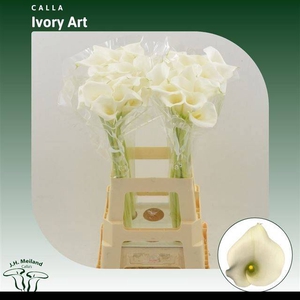 ZANT IVORY ART