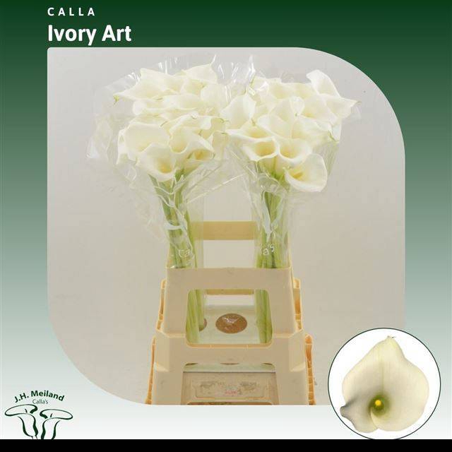 <h4>ZANT IVORY ART</h4>