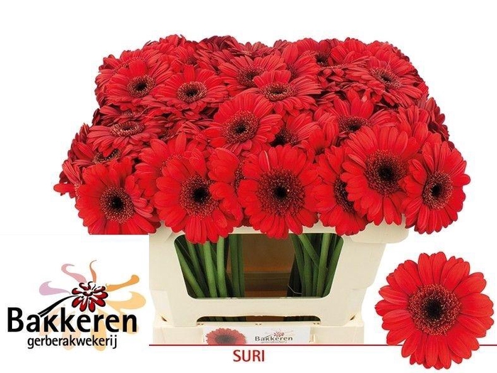 <h4>Ge Mi Suri</h4>