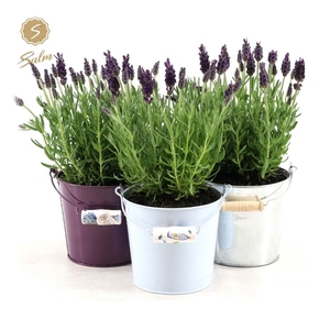 Lavandula st. 'Anouk'® Collection P12 in Zinc Mix