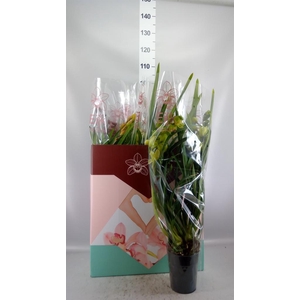 Cymbidium   ...mix