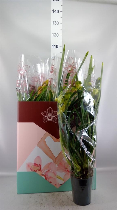<h4>Cymbidium ...mix</h4>