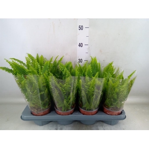 Nephrolepis exal. 'Green Lady'