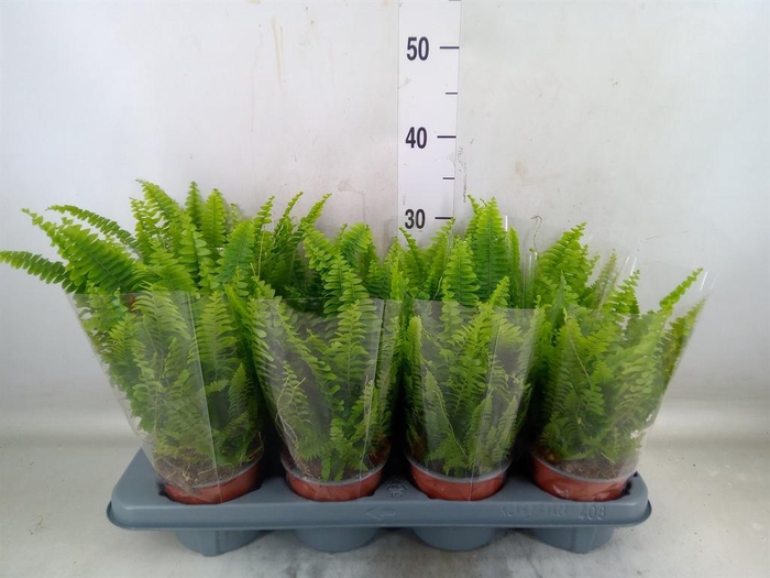 <h4>Nephrolepis exal. 'Green Lady'</h4>