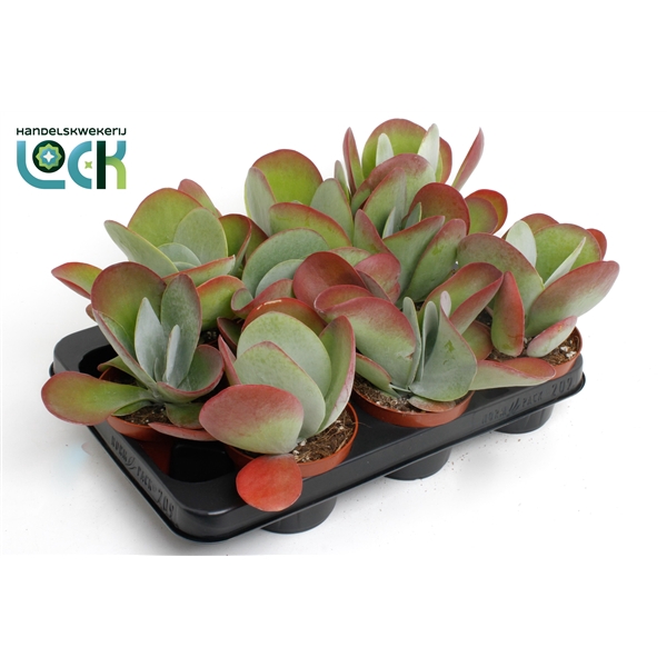 <h4>Kalanchoë Thyrsiflora (Red Lips)</h4>