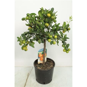 Citrus Calamondin Stem