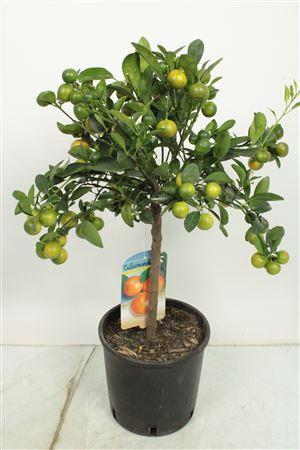 <h4>Citrus Calamondin Stem</h4>