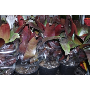 BROMELIA IMPERIAL P27 VERMELHO