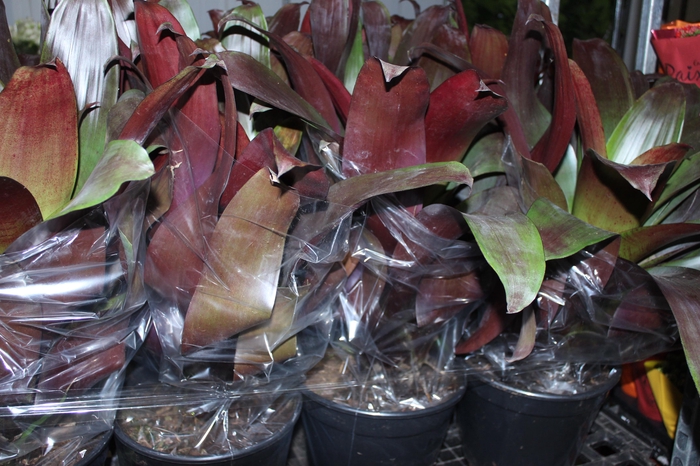 <h4>BROMELIA IMPERIAL P27 VERMELHO</h4>
