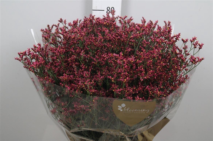 <h4>Lim Sin Scarlet Diamond</h4>