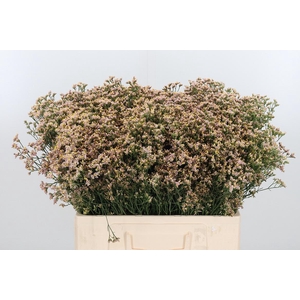 Lim Sin Sen Nectarin